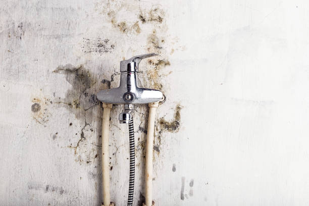 Best Emergency Mold Remediation in Mcgaheysville, VA