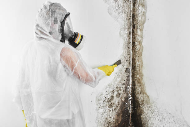 Best Preventive Mold Services in Mcgaheysville, VA