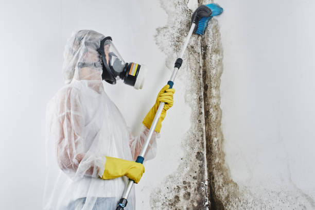 Best Mold Remediation for Specific Building Types in Mcgaheysville, VA