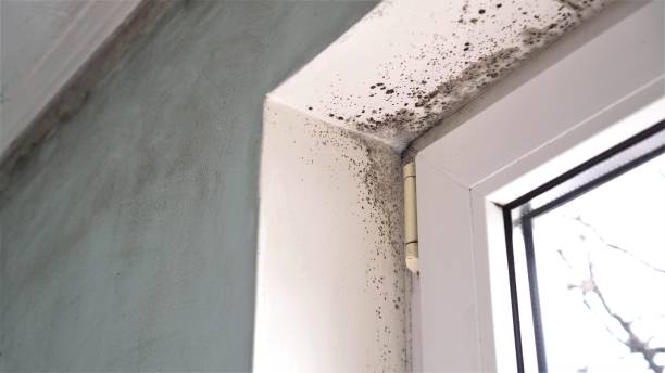 Best Kitchen Mold Remediation in Mcgaheysville, VA