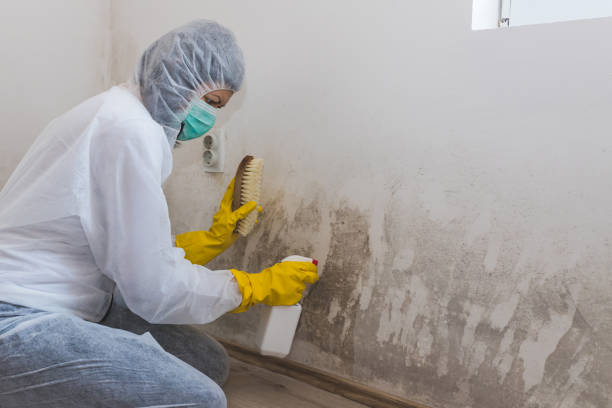 Best Mold Testing and Inspection Services in Mcgaheysville, VA