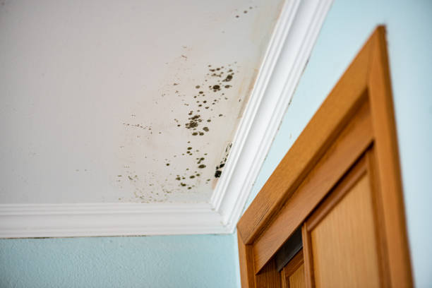 Best DIY Mold Remediation Support Services in Mcgaheysville, VA