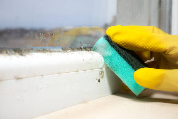 Best Emergency Mold Remediation in Mcgaheysville, VA