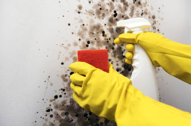 Best Mold Remediation for Schools in Mcgaheysville, VA