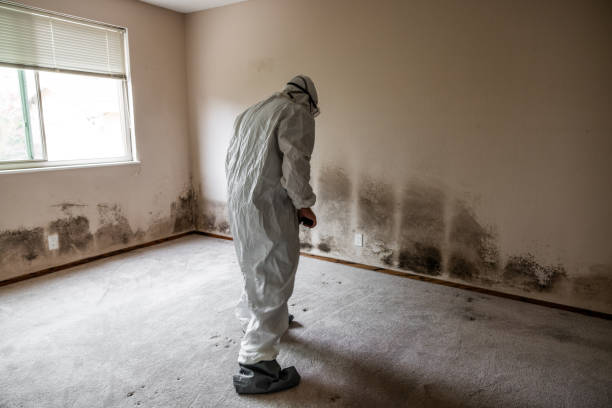 Best Preventive Mold Services in Mcgaheysville, VA
