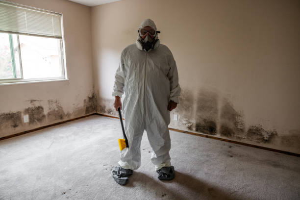 Best White Mold Remediation in Mcgaheysville, VA